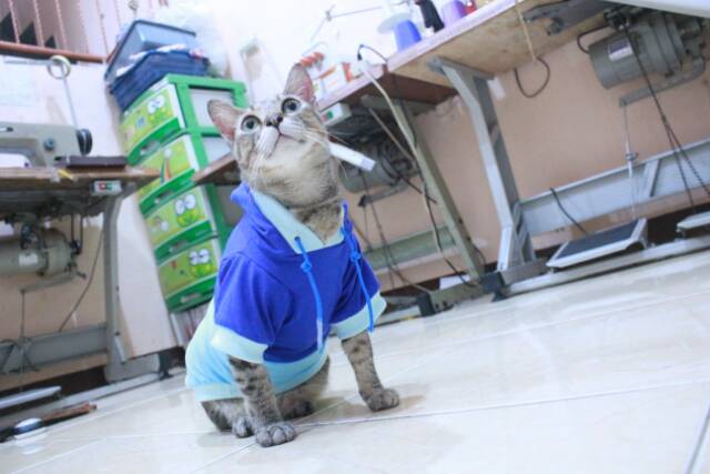 Kaos hoodie mixmax lucu untuk kucing dan anjing / baju kucing murah / baju size S M L XL