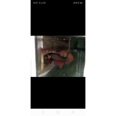 wild betta smaragdina cooper