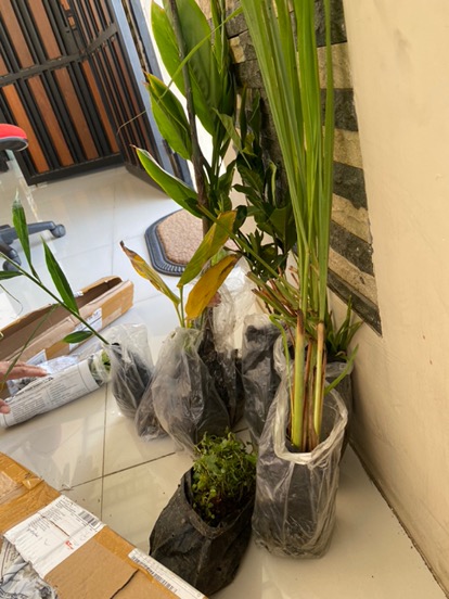 Bibit Tanaman Herbal Serai Bumbu Sere