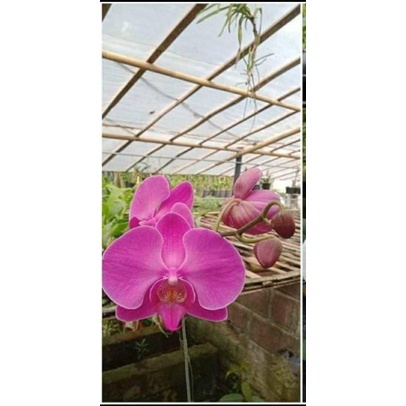 ANGGREK BULAN JUMBO DEWASA
