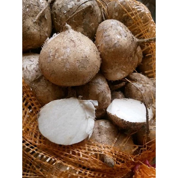 

Bengkoang fresh per 1 kg