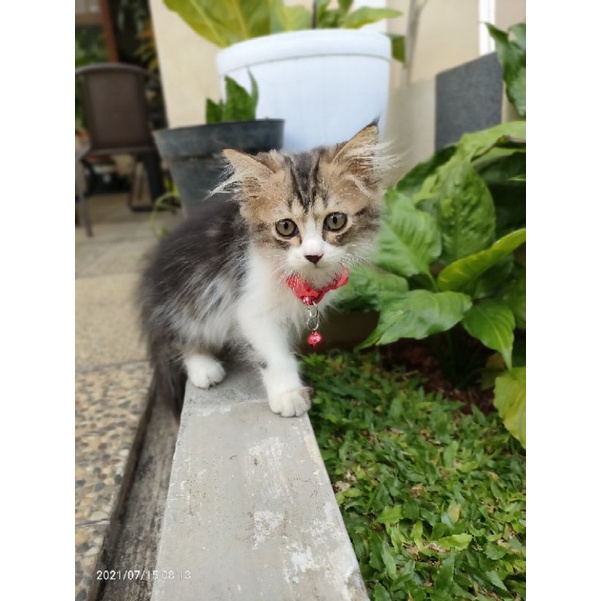 Kucing Persia Himalaya