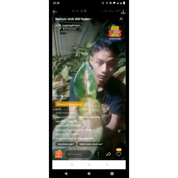 tanaman bunga aglonema kocin