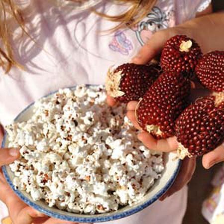 Benih-Bibit Jagung Strawberry Popcorn (Haira Seed)