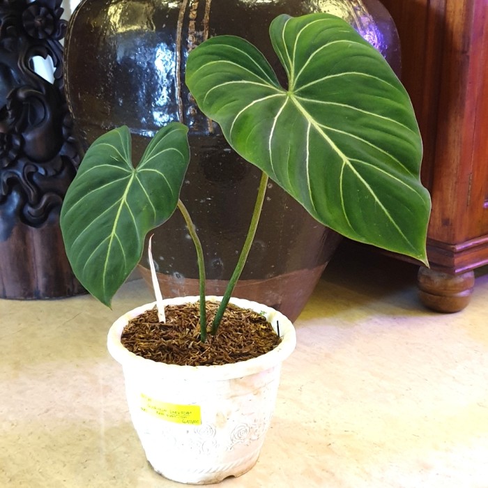 philodendron gloriosum dark form