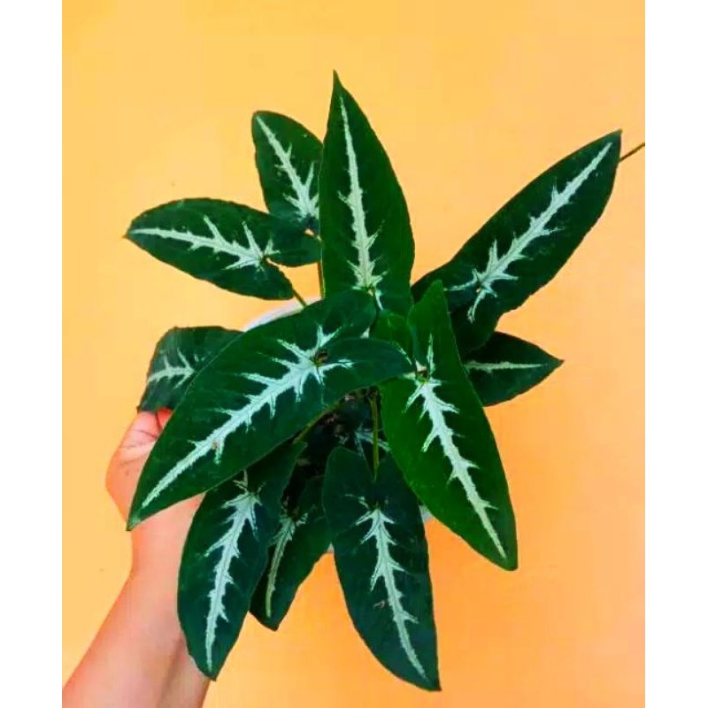 TANAMAN HIAS CALADIUM TIKUS/KELADI TIKUS -kembang hidup asli-bunga hidup cantik cantik murah-pohon h