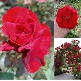 tanaman bunga mawar medan/ mawar asli/ mawar hidup