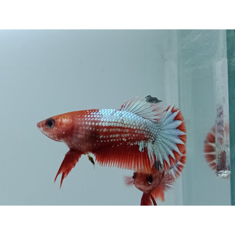 FCCP RED HEAD FULL BANDING