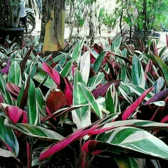 Tanaman Hias Meranti Bali -tanaman hias hidup-tanaman hidup(bunga hidup-bunga hidup murah-tanaman hias bunga hidup asli-kembang)