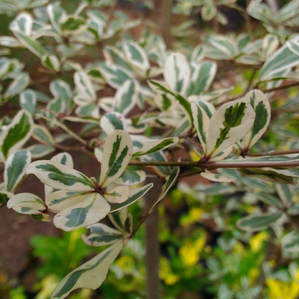 BIBIT KETAPANG KENCANA VARIEGATA