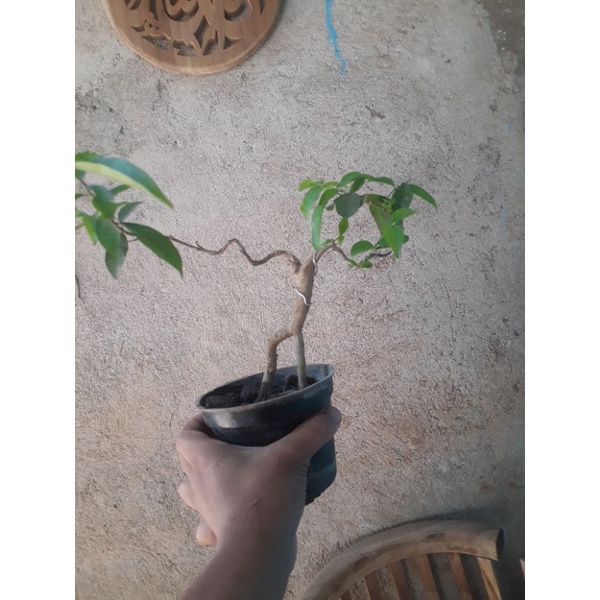 mame bonsai anting putri