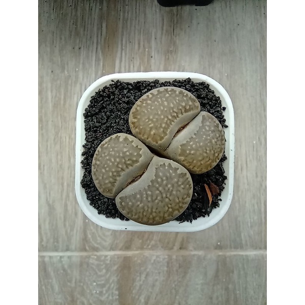 Lithops Julii / Lithops jumbo / double head / Succulent hias /souvenir lithops