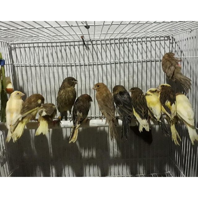 JUAL BURUNG KENARI BON GEREJA SEPASANG