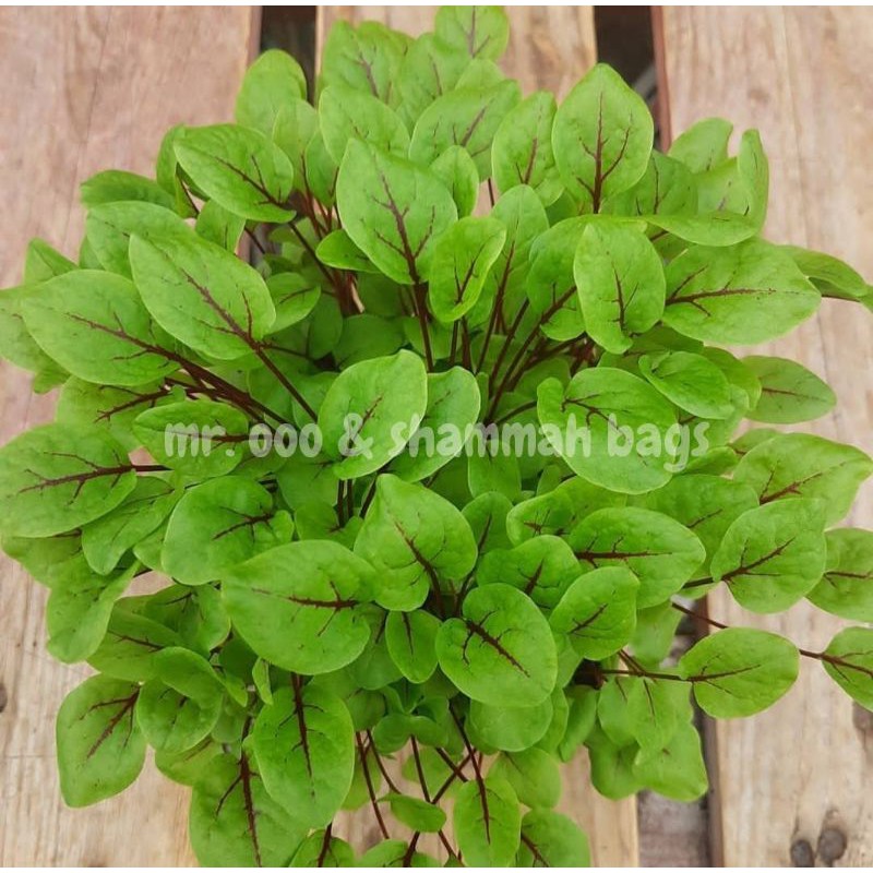Microgreens Sorrel - Red Veined - +/- 300 benih - Repack Benih USA