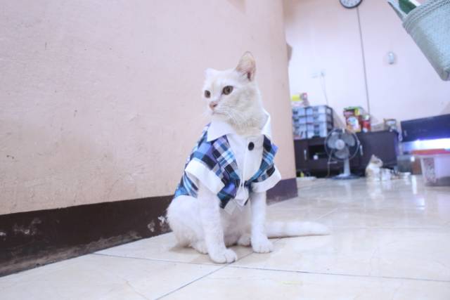 Tuxedo tanpa dasi motif kotak-kotak biru untuk kucing dan anjing / baju kucing murah size S M L XL