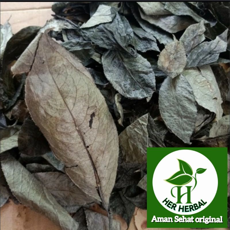 

Daun Karas Tulang kering