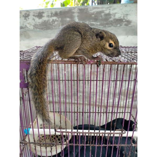 Tupai Kelapa / Bajing kelapa / Baby tupai / Tupai pohon / Tupai jinak / Anakan tupai