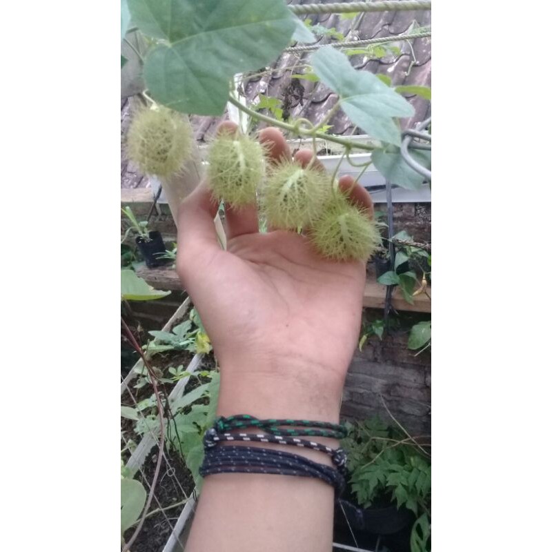 Kebun Bu Tani - 50 Benih Ciplukan rambat/ Sabrang / rambutan hutan / rambusa