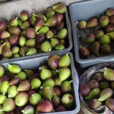 

✺Terbaru➞ RDTBG Buah tin Ara yordania fresh Organik 150gr 89 ➞Model Baru