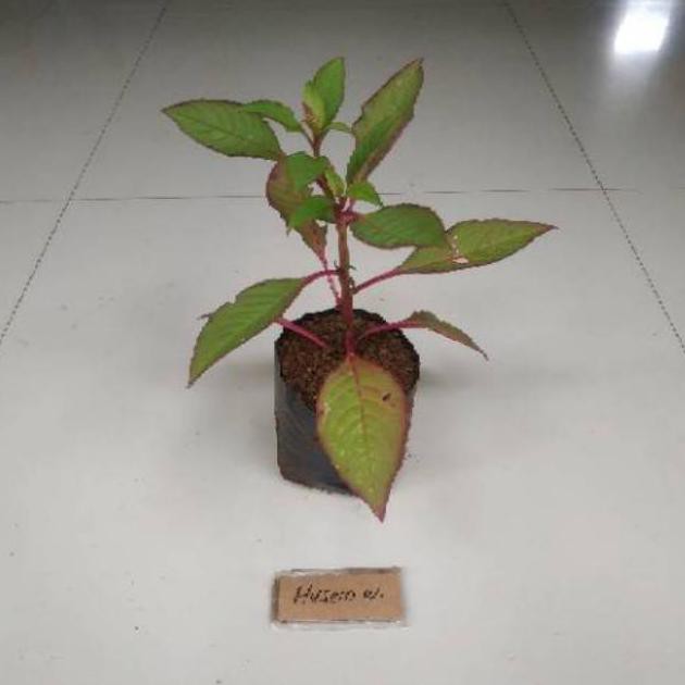 W4Ge Bibit Ginseng Merah Korea Tanaman Ginseng Merah Korea