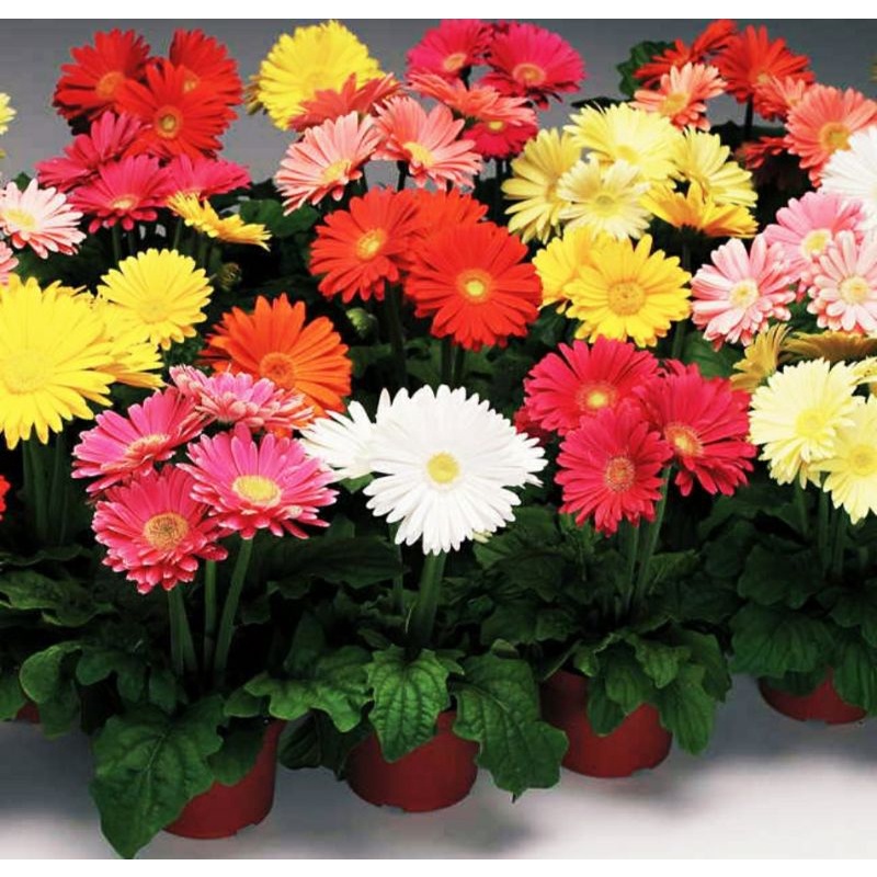 KOKEDAMA GERBERA HOLAND