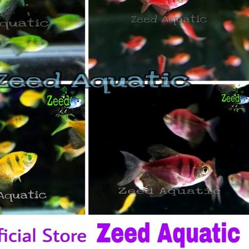 ✮ ikan hias aquascape GLOFISH BLACK TETRA import (Super Rare) - Hijau ✹