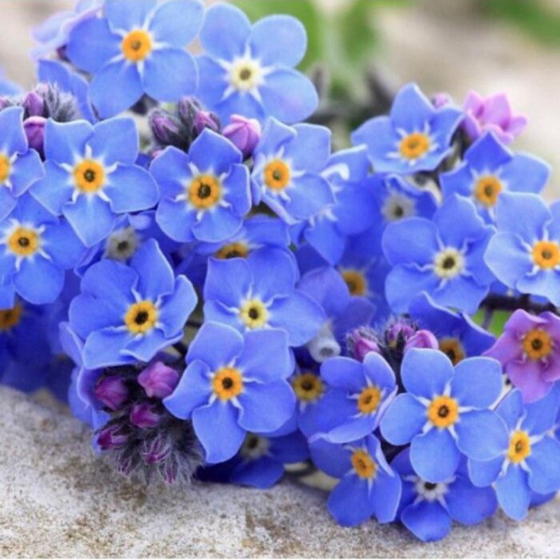 [Best Selling] 10 Seeds - Forget Me Not Haira Seed Biji Benih Bunga - SR0180