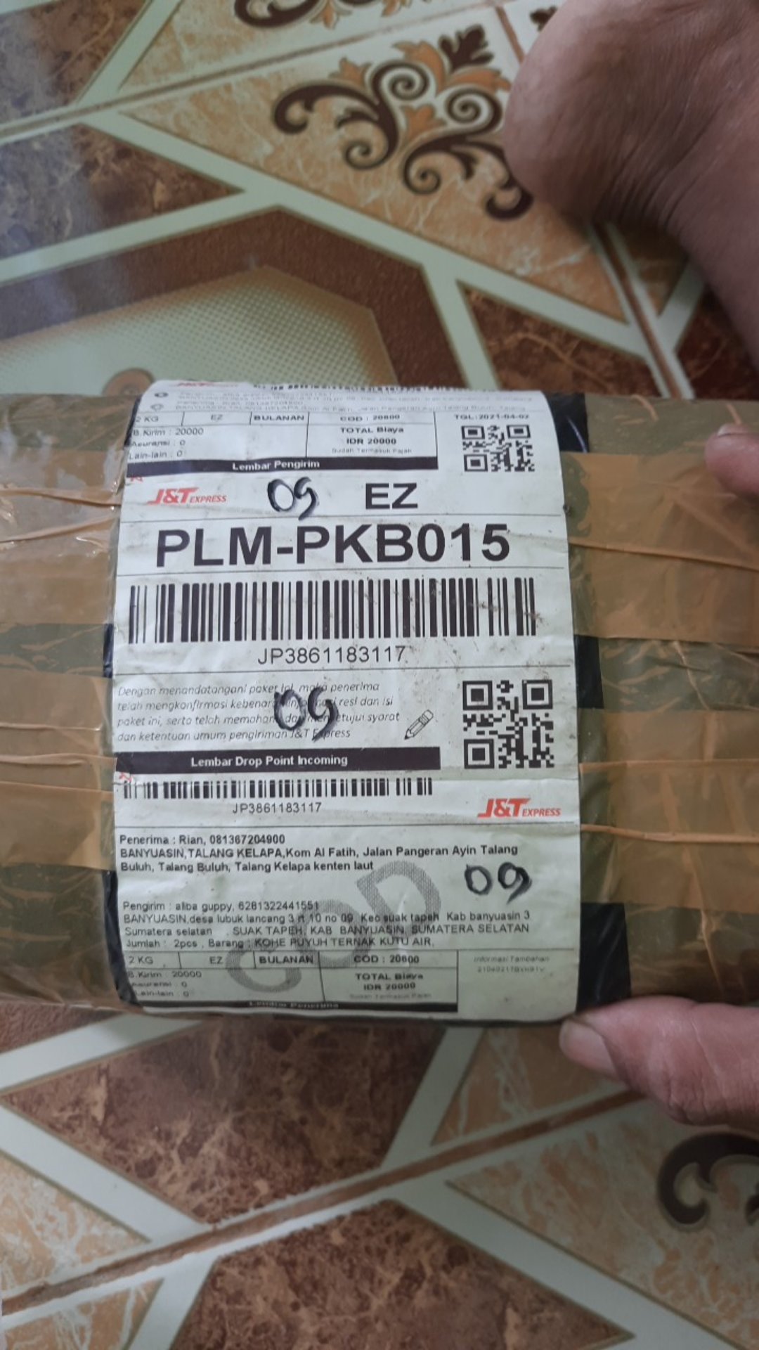 Kohe Puyuh Ternak Kutu Air