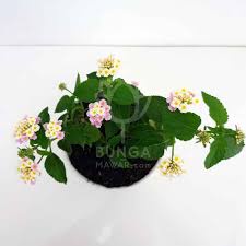 Lantana bicolor pink KUNCUP - BAKUL KEMBANG