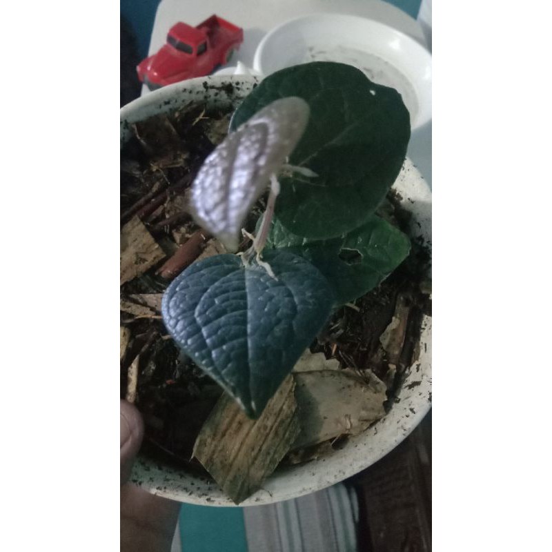 sirih hitam super original