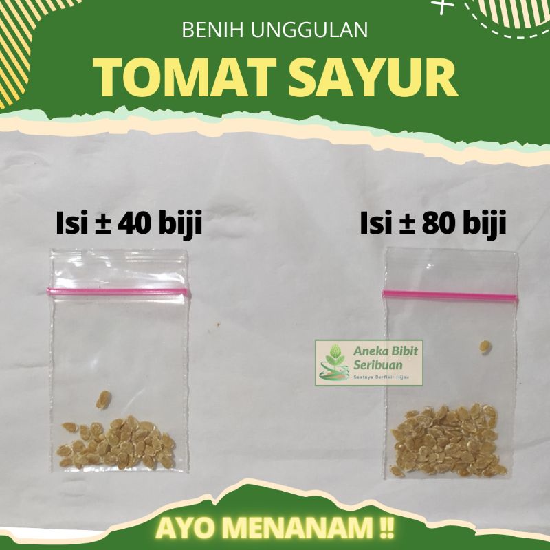 benih tomat sayur unggulan bibit tomat