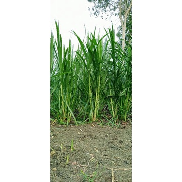 Bio vitas BB Biogen bersertifikat