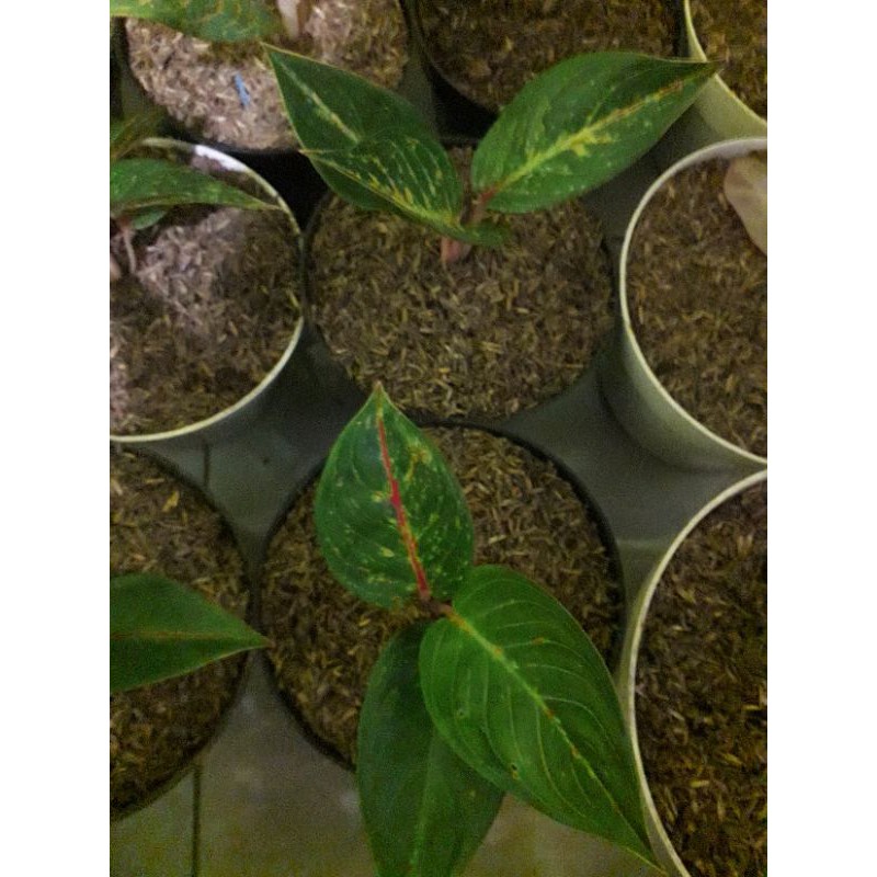 AGLONEMA HOT LADY BLACK