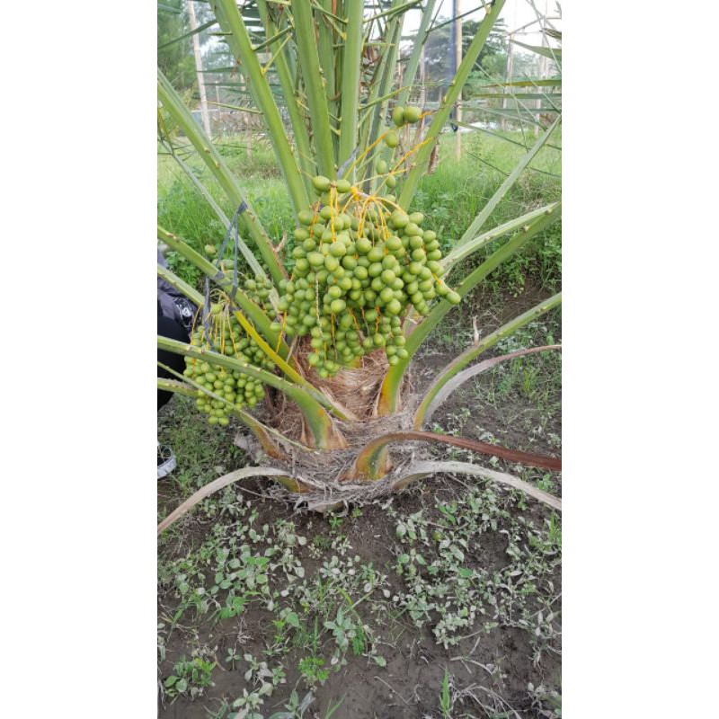 Bibit Kurma Tropis Cocok ditanam Di Indonesia