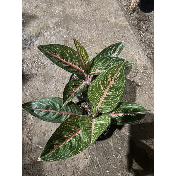 Aglonema Legacy Hijau