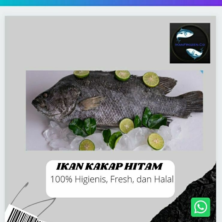 

IKAN KAKAP HITAM | KAKAP BATU FROZEN FRESH BEKU SEGAR MURAH-1KG