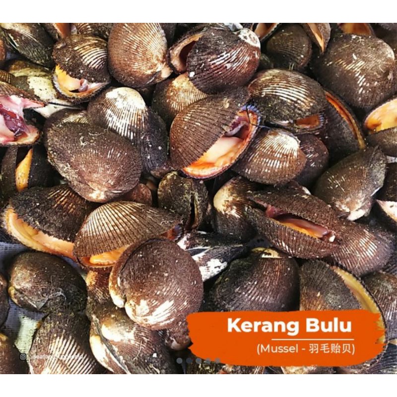 

KERANG BULU 1KG FRESH FROZEN TERLARIS TERMURAH TERLENGKAP