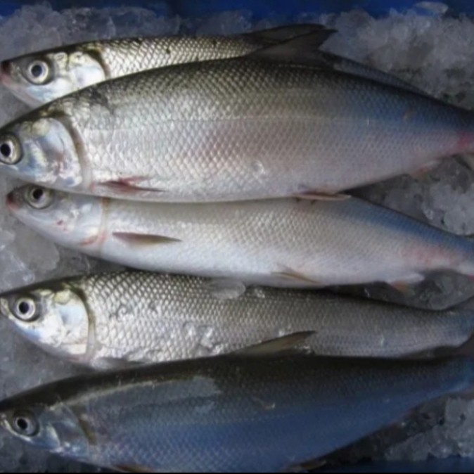 

Ikan Bandeng Segar Fresh 500 Gr