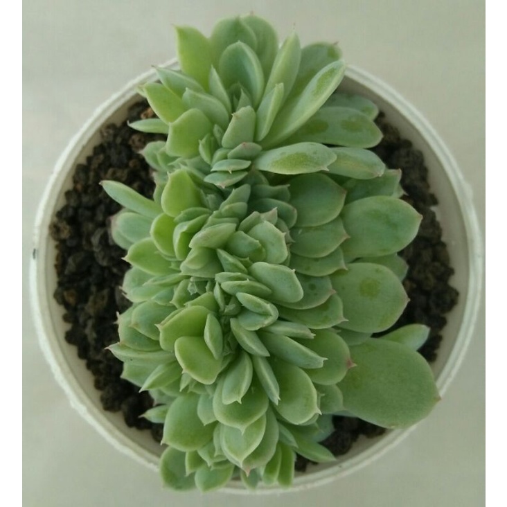 echeveria elegan cristata / creasted