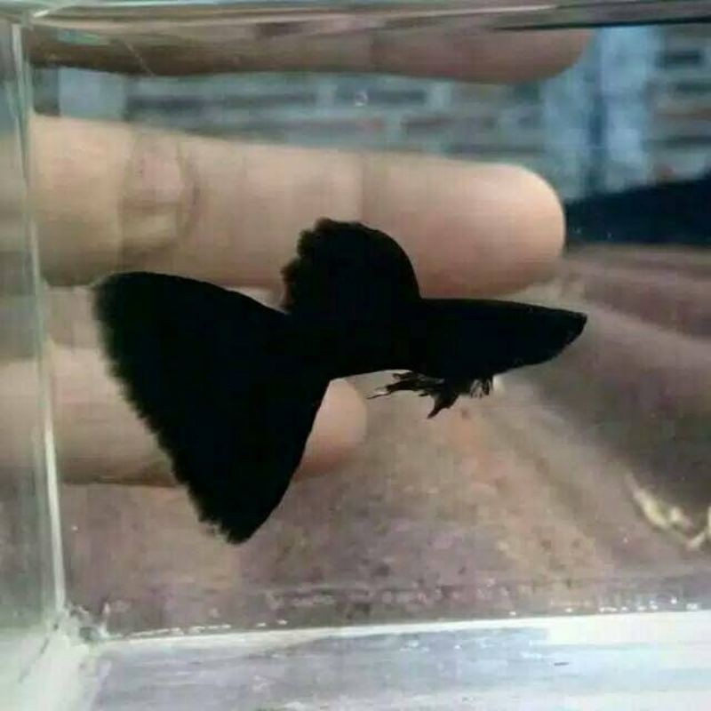 Ikan guppy black moscow
