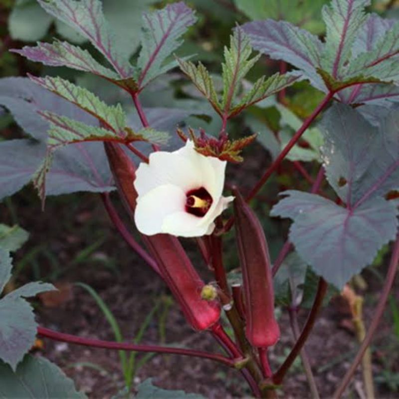 Benih okra merah