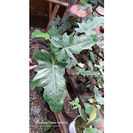 Philo Dragon Golden REAL PICT JUMBO