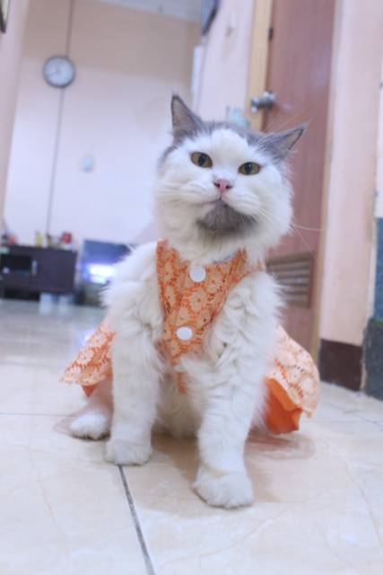 Dress satin renda orange lucu untuk kucing dan anjing / baju anjing kucing murah size S-XL