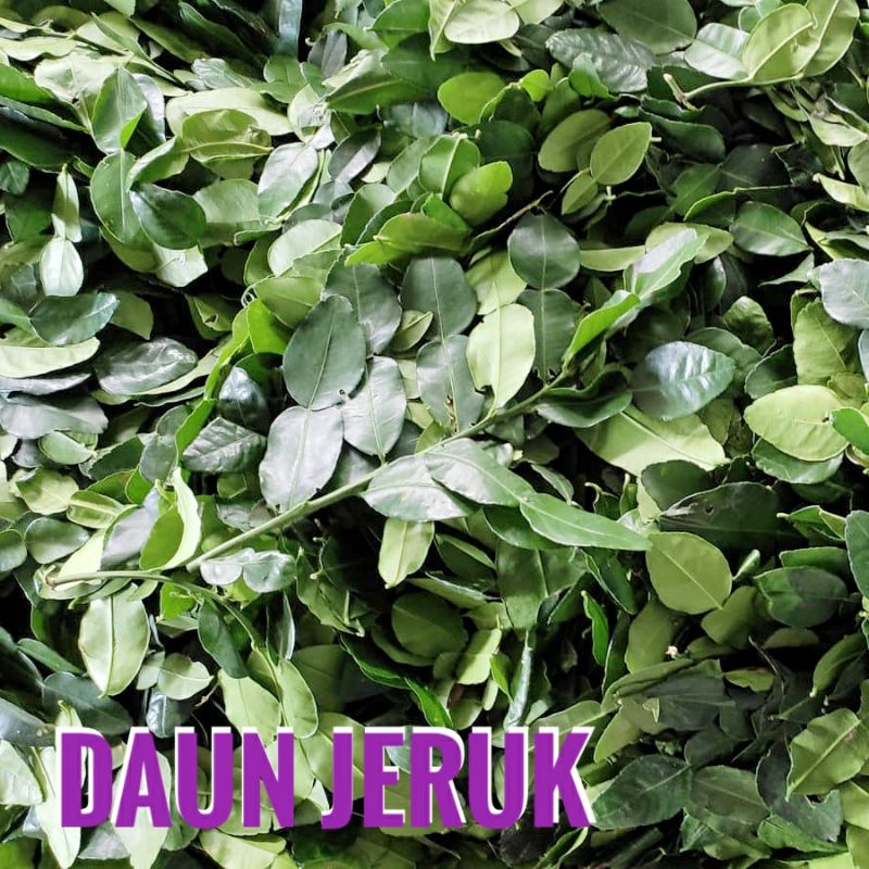 

Daun Jeruk Purut 1 Kg