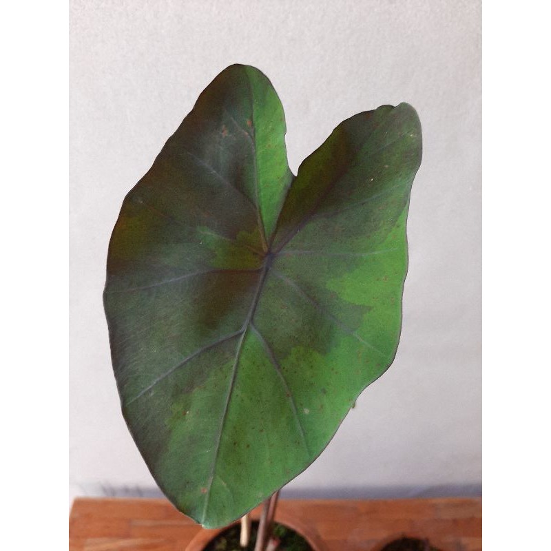 RARE COLOCASIA MIDNIGHT