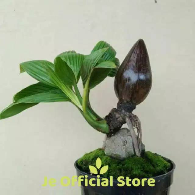Bahan bonsai Kelapa wulung lonjong size 1 minion murah size 1 sudah tumbuh tunas dan berakar size 1