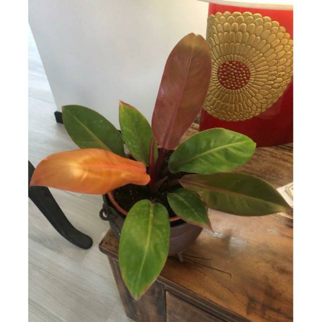 Tanaman Hias Philodendron Orange Juice Shopee Indonesia