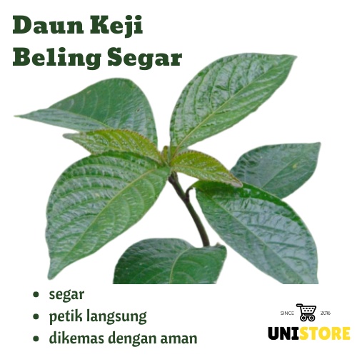 

500GR DAUN KEJI BELING / PECAH BELING SEGAR - Obat Batu Ginjal