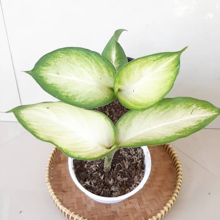 Aglonema Diven Tips dan Trik Pertanian Aglonema Diven Tips dan Trik Pertanian