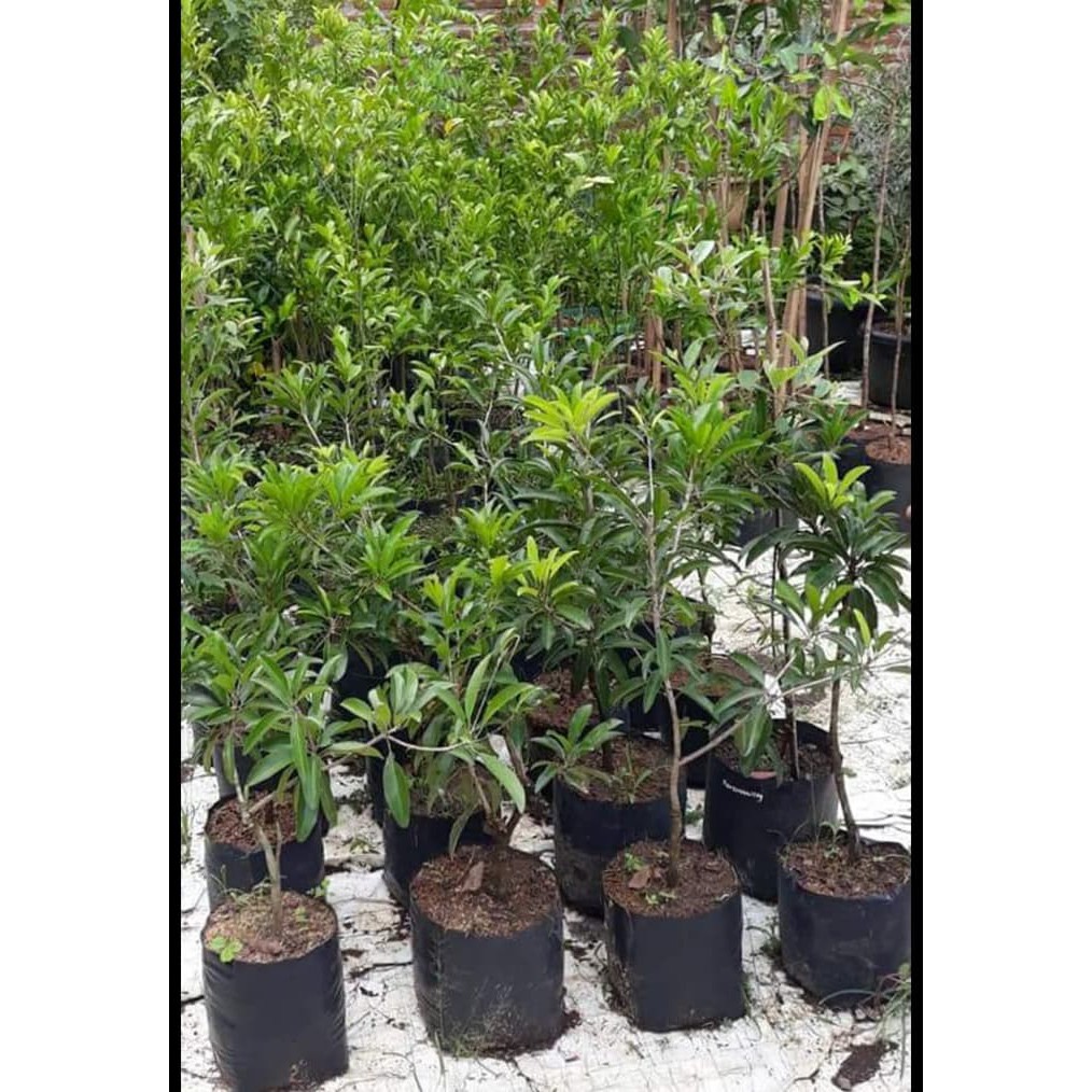 Murah Bibit Buah Sawo Jumbo Malaysia Termurah